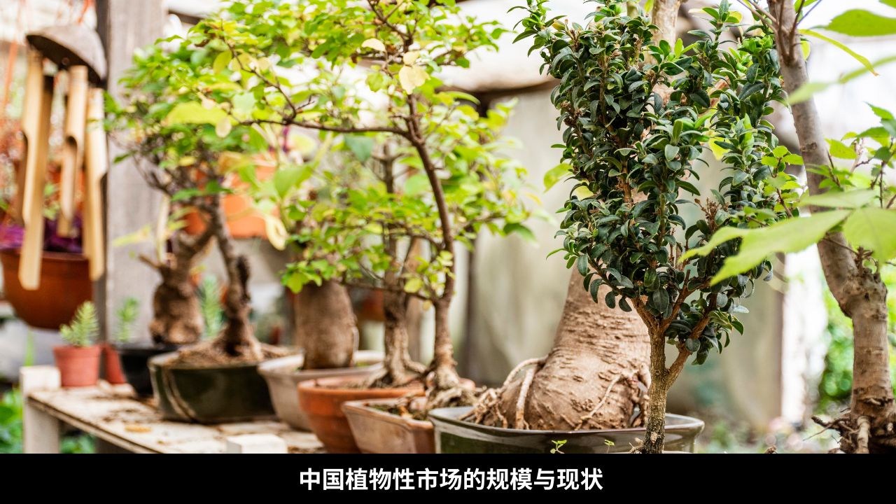 中国植物性市场的规模与现状